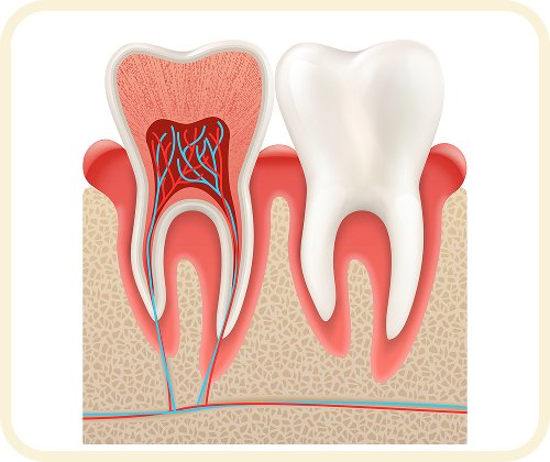 Mô phỏng cấu trúc giải phẫu răng: men răng, ngà răng, tủy răng và hệ thống mạch máu – kiến thức nha khoa tại Nha Khoa Phương Thành